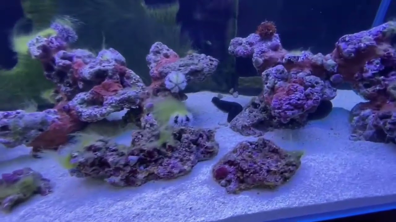 #海水缸養水開缸 #zeo14天開缸#BNcoral