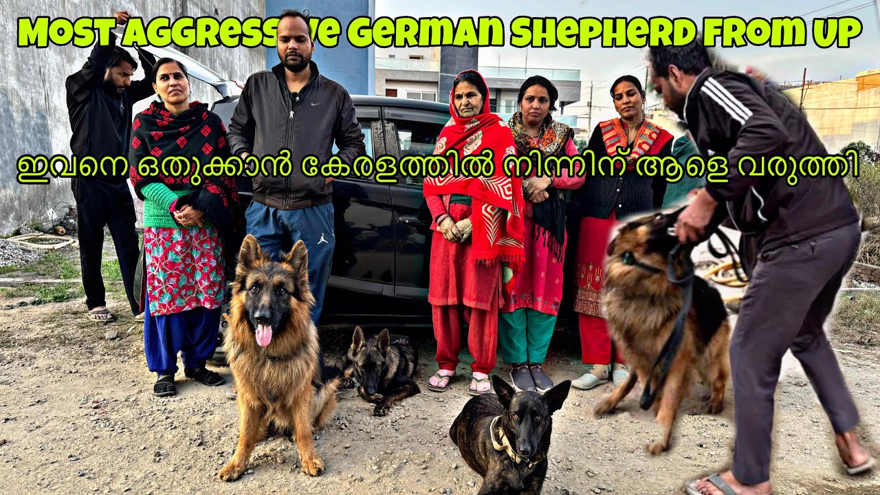 • Can Aggression Be Fixed? German Shepherd Training