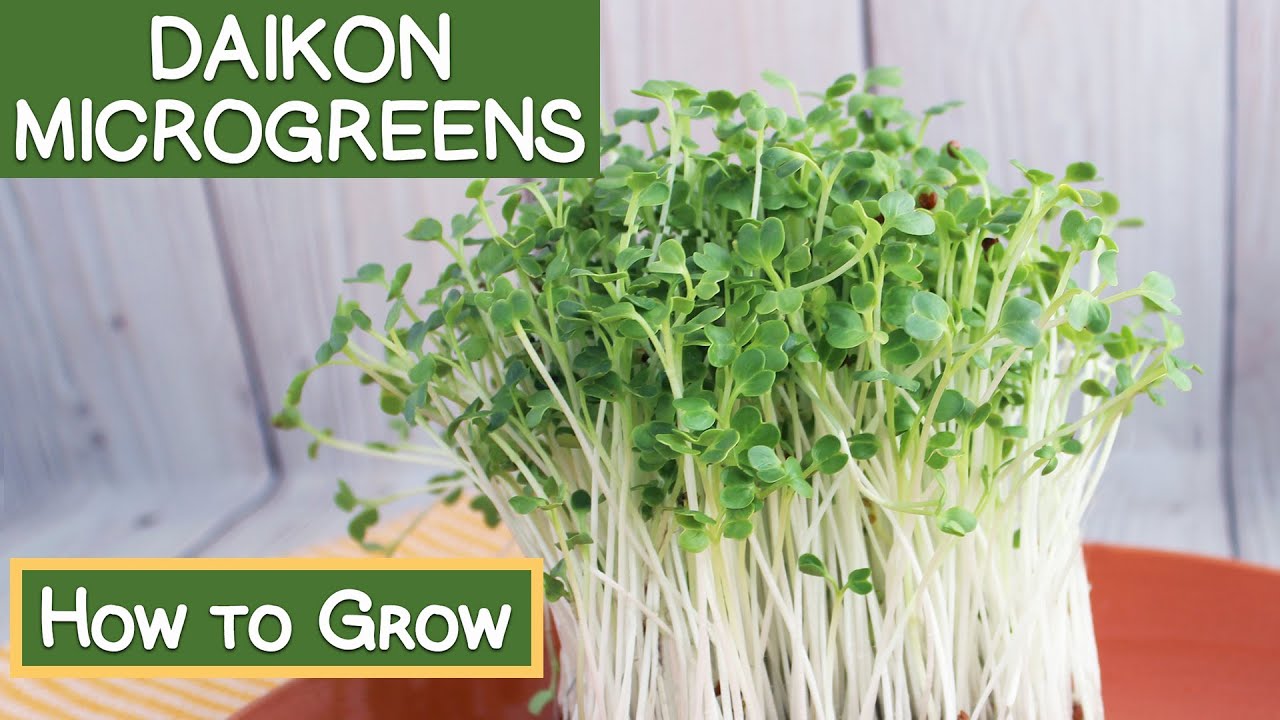 Daikon Radish Microgreens, How to Grow | Reasons to Eat Them