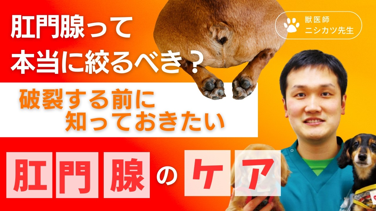 肛門腺って本当に絞るべき？破裂する前に知っておきたい肛門腺のケア