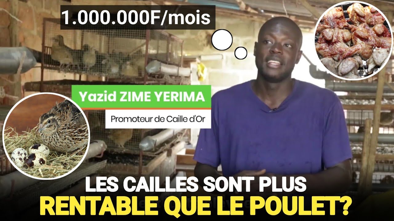 L'ÉLEVAGE de Cailles un Business trop négliger En Afrique !
