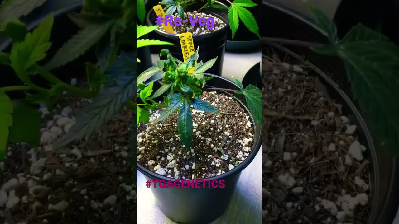 #SpaceCookies #ReVeg #GrowerzLove #2020 #TGAGENETICS #Grow #Indoor #LED #RoyalGold
