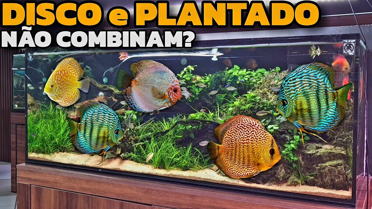 NÃO TENHA ACARÁ DISCO EM AQUÁRIO PLANTADO SEM ANT3S ASSISTIR ESSE VÍDEO!