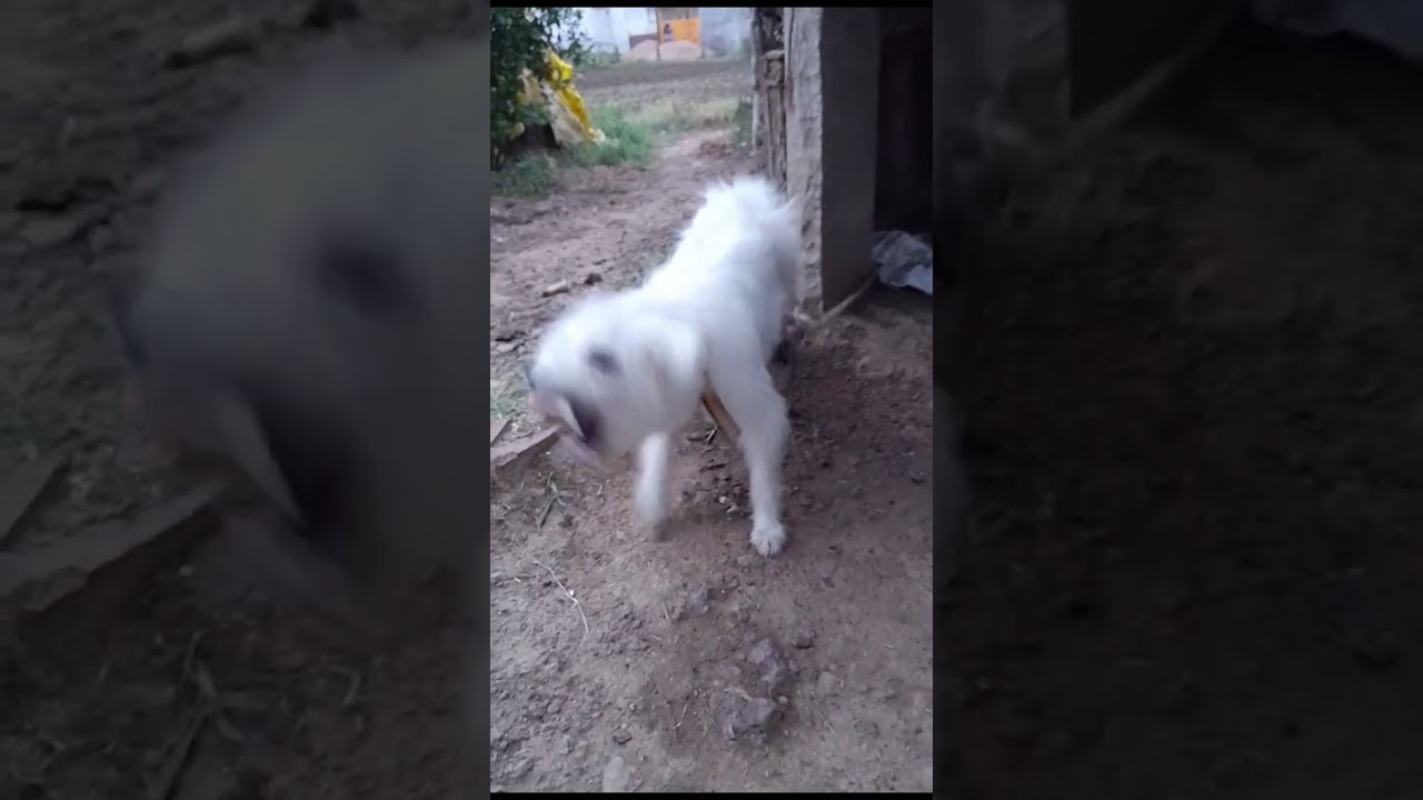 dog #dog #doglover #dogtraining  my bulli doge