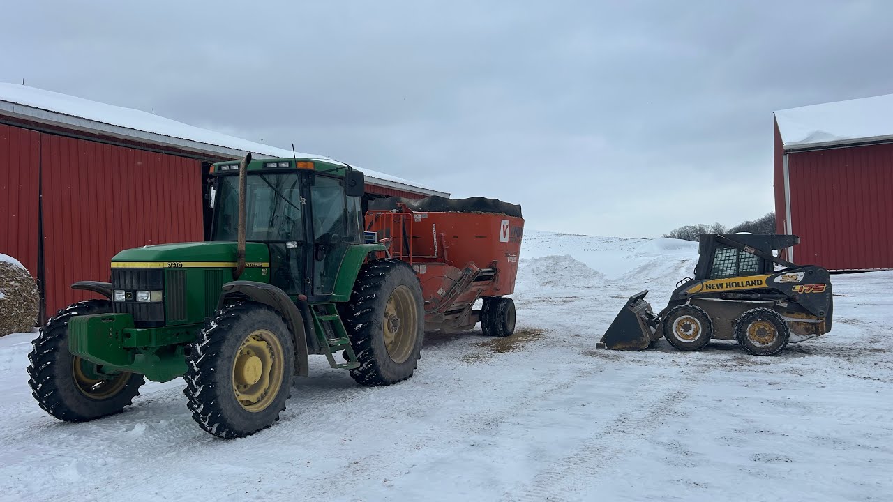 Feeding cows in the snow