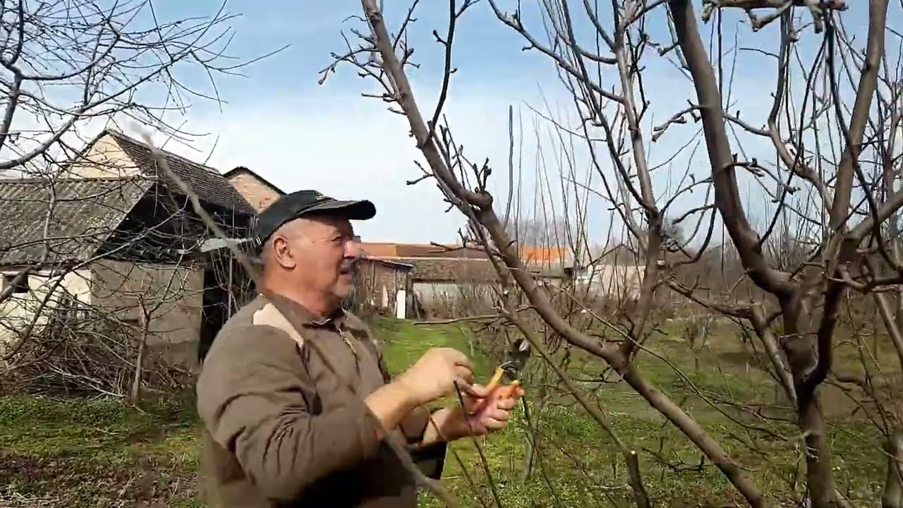 Sve o dunji - orezivanje dunje - bolesti dunje - đubrenje dunje