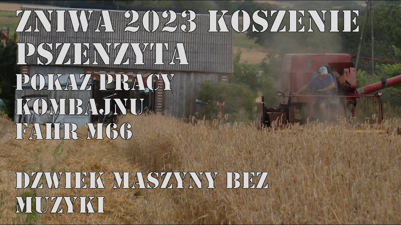 Pokaz Pracy Kombajnu Fahr M66 | Dźwięk Fahra M66 BEZ MUZYKI! | Żniwa 2023 koszenie pszenżyta