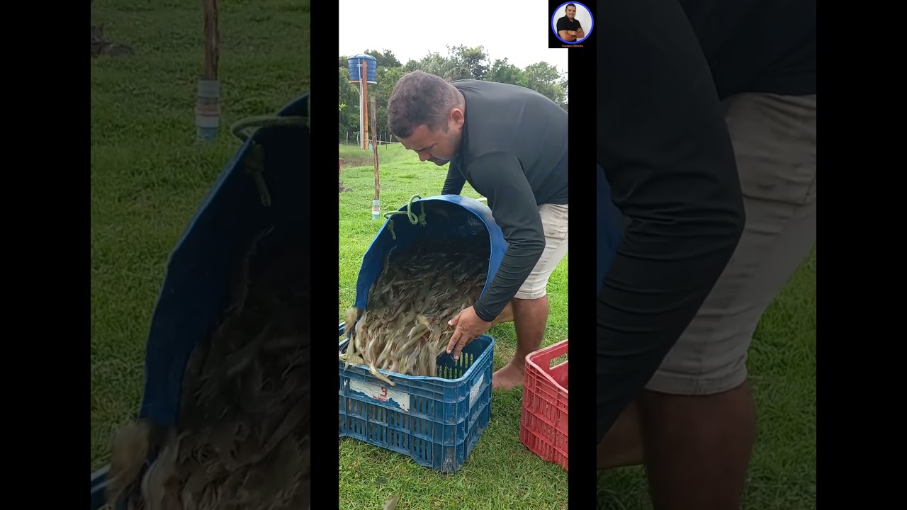Como funciona o cultivo de camar&atilde;o marinho em &aacute;gua doce?
