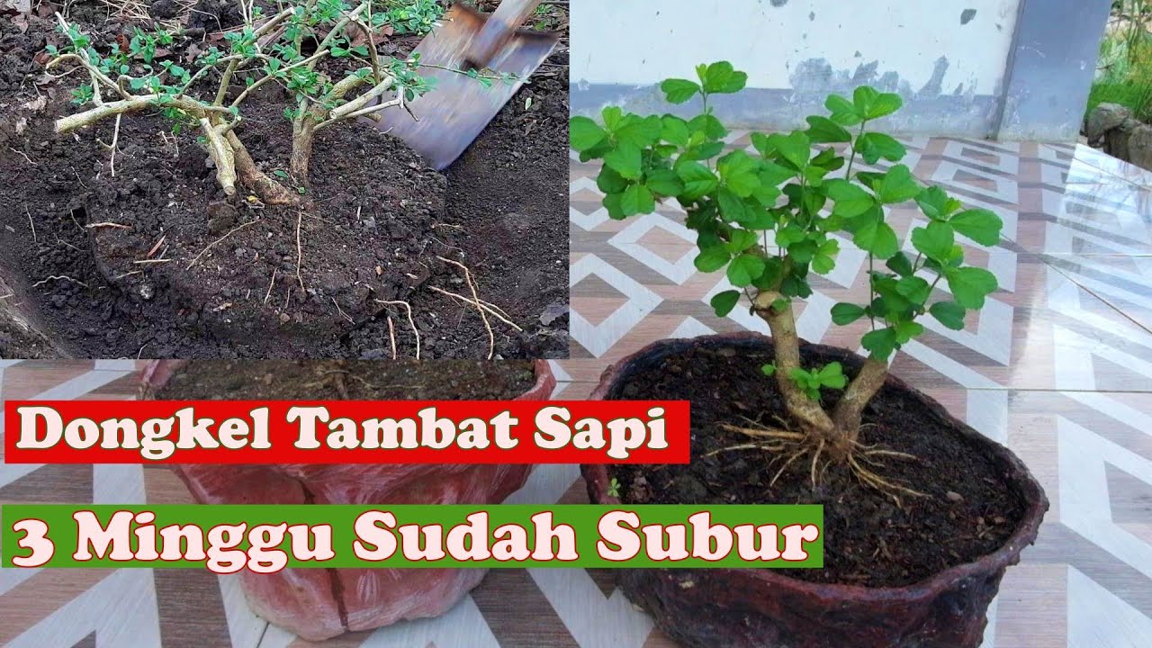 Cara Dongkel Tambat Sapi Sidaguri - 100% Hidup. #bonsaisidaguri #sidaguri #tambatsapi #bonsaiviral