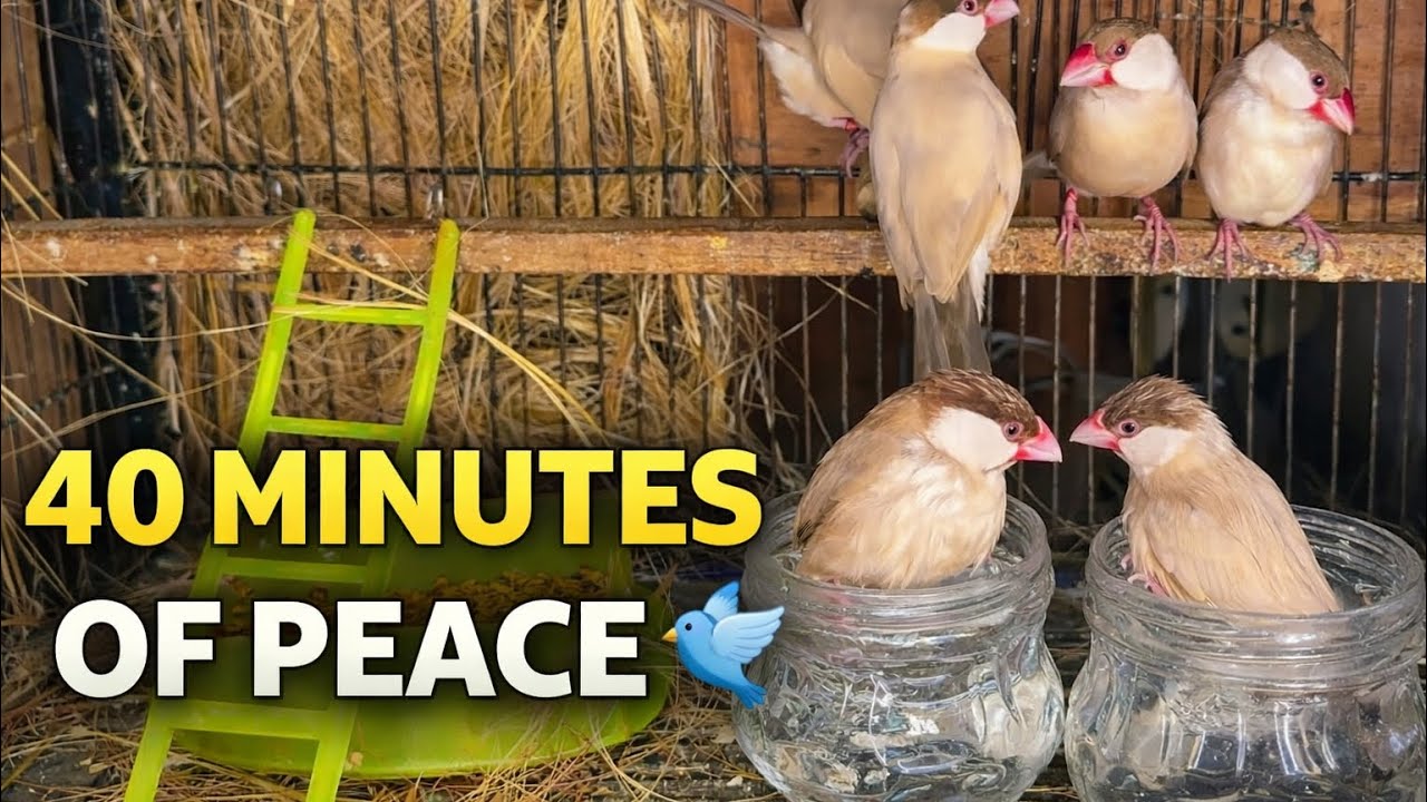 Relaxing Bird Sounds | Finches Nesting, Eating & Bathing | 40 Minutes