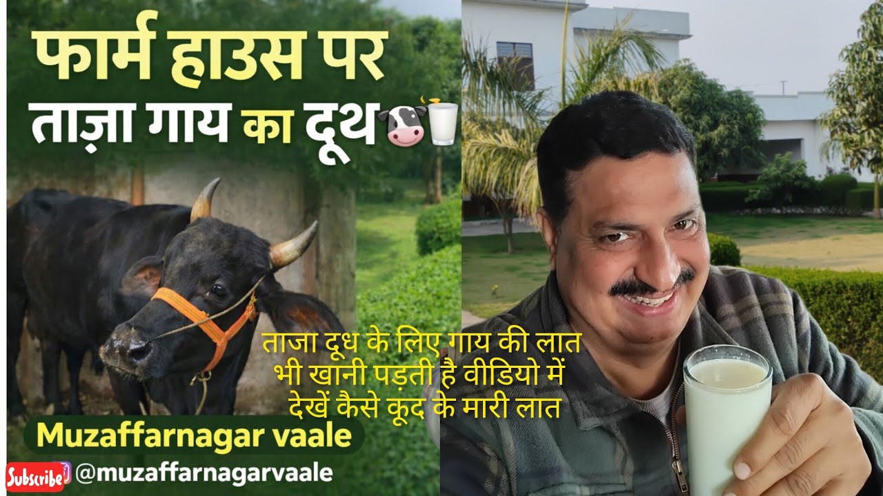 शहर की भाग दौड़ से दूर फार्महाउस की शांत सुबह और गाय का शुद्ध दुध।