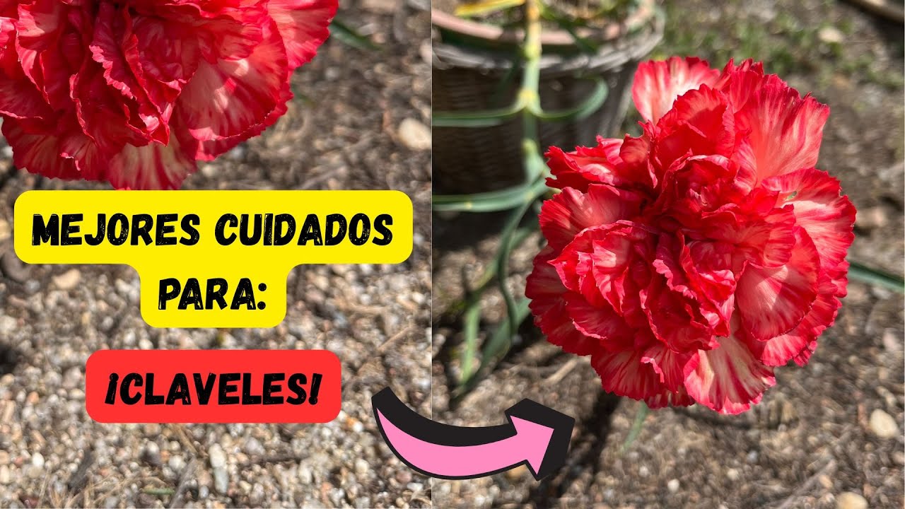 Claveles Siempre Hermosos 💐 Cuidados Fáciles y Consejos Infalibles
