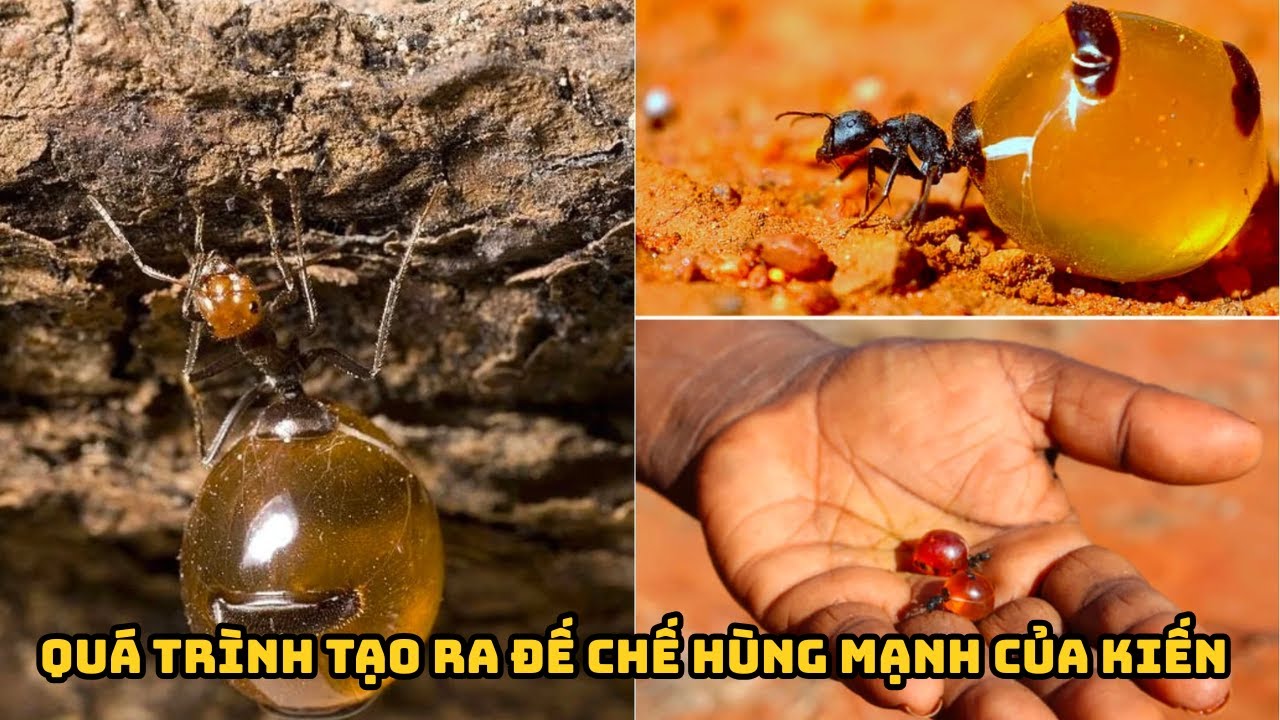 Quá Trình Tạo Ra Đế Chế Hùng Mạnh Đỉnh Nóc Của Loài Kiến Độc Lạ Nhất Thế Giới || Bún Đậu REVIEW