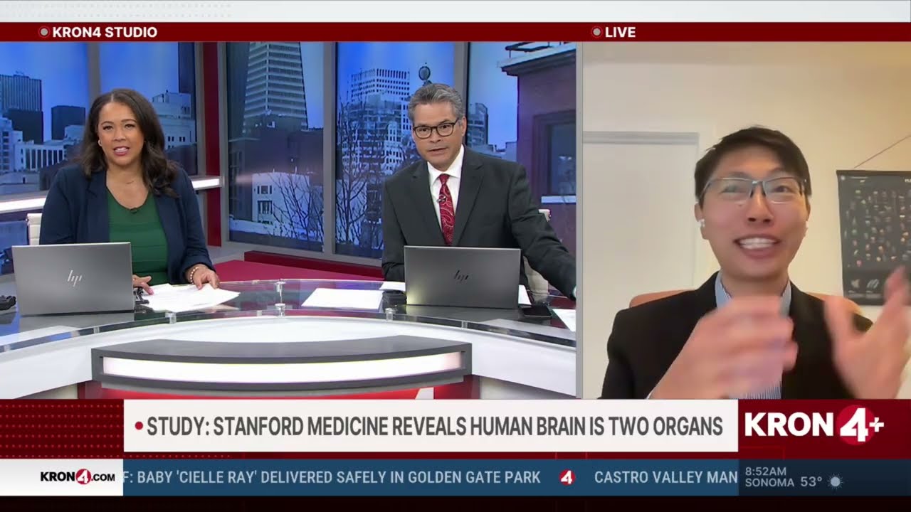Stanford Medicine: мозг человека состоит из двух органов