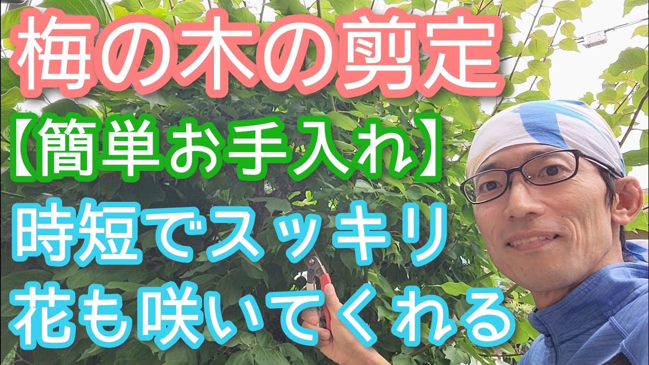 【ウメ(梅の木)の剪定】シンプル&時短なのに来年も花が咲く手入れ方法(2024年6月)⏳🌳
