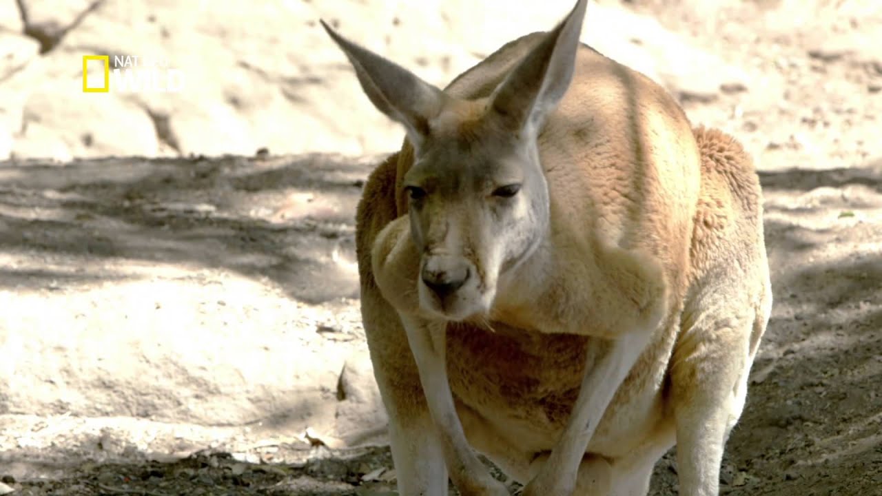 Red Kangaroo - Animal Encounters with Ben Britton - Nat Geo Wild