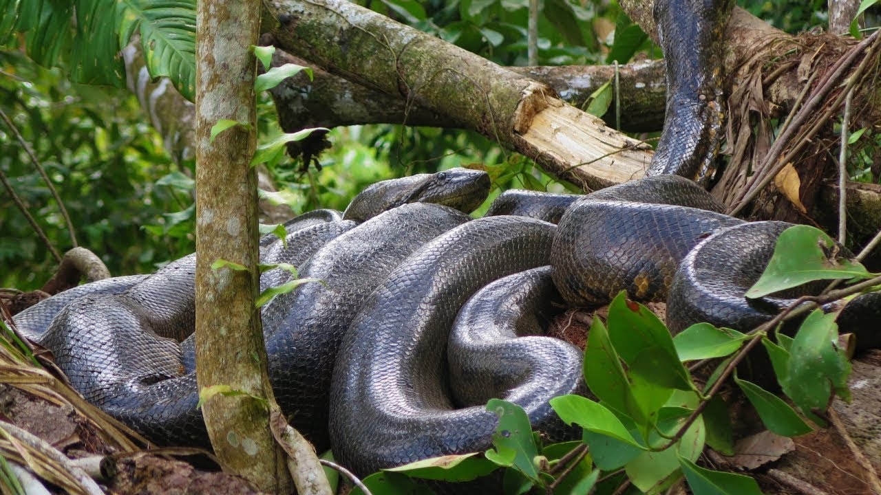 Alone in the Amazon? Incredible Wildlife, Hidden Dangers & Survival Secrets