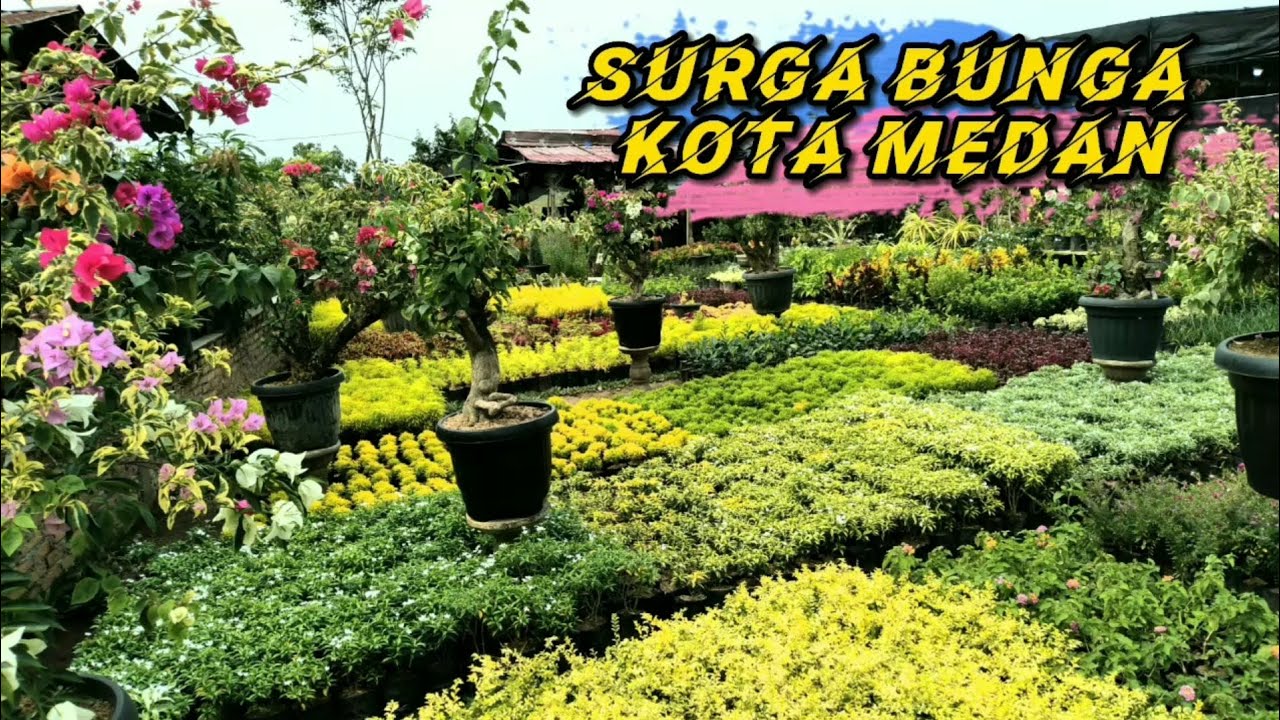 WISATA BUNGA BANGUN SARI - GANG MADIRSAN , TANJUNG MORAWA , KOTA MEDAN || SURGA BUNGA DI KOTA MEDAN