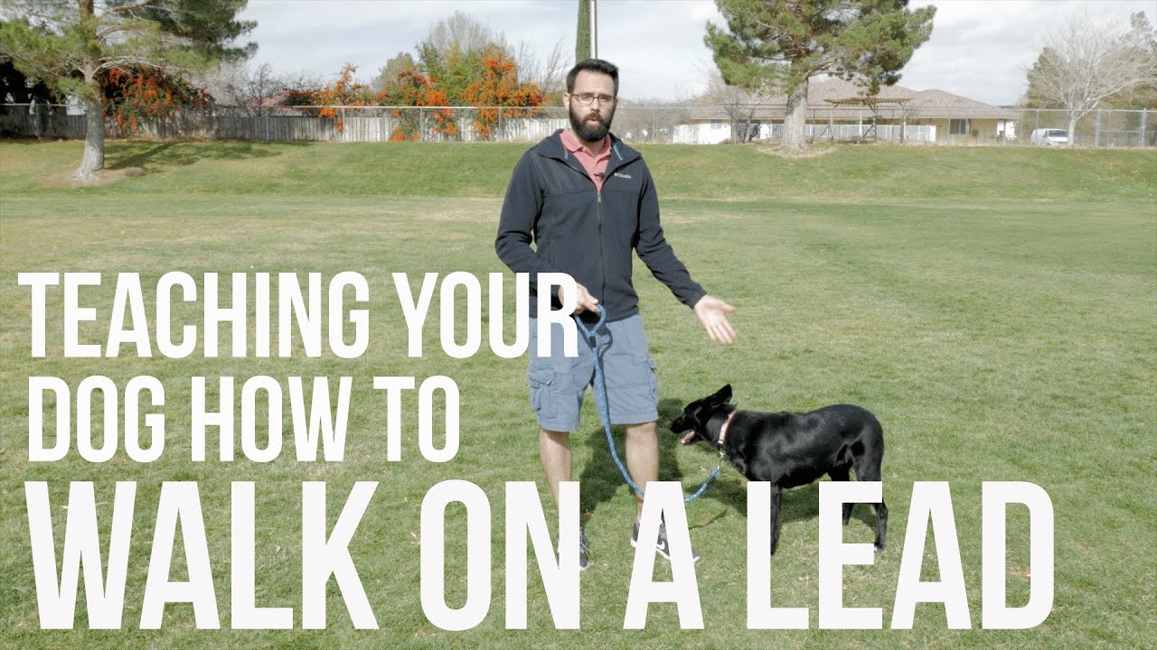 How To Train Your Dog Not To Pull - Loose Lead Walking Video