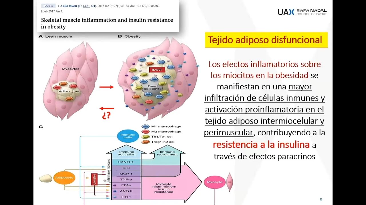 Músculo y tejido adiposo:entrenamiento de la fuerza en personas con obesidad. Ponencia Felipe Isidro