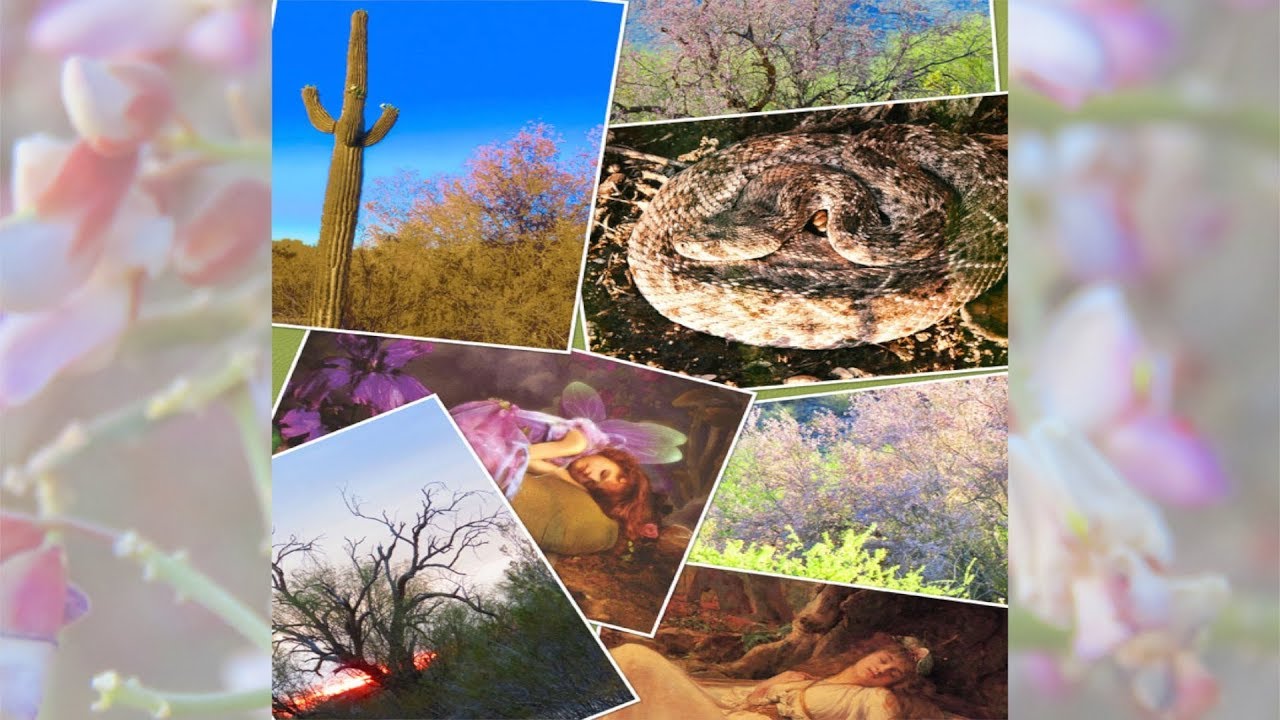 DESERT IRONWOOD is MAGIC!