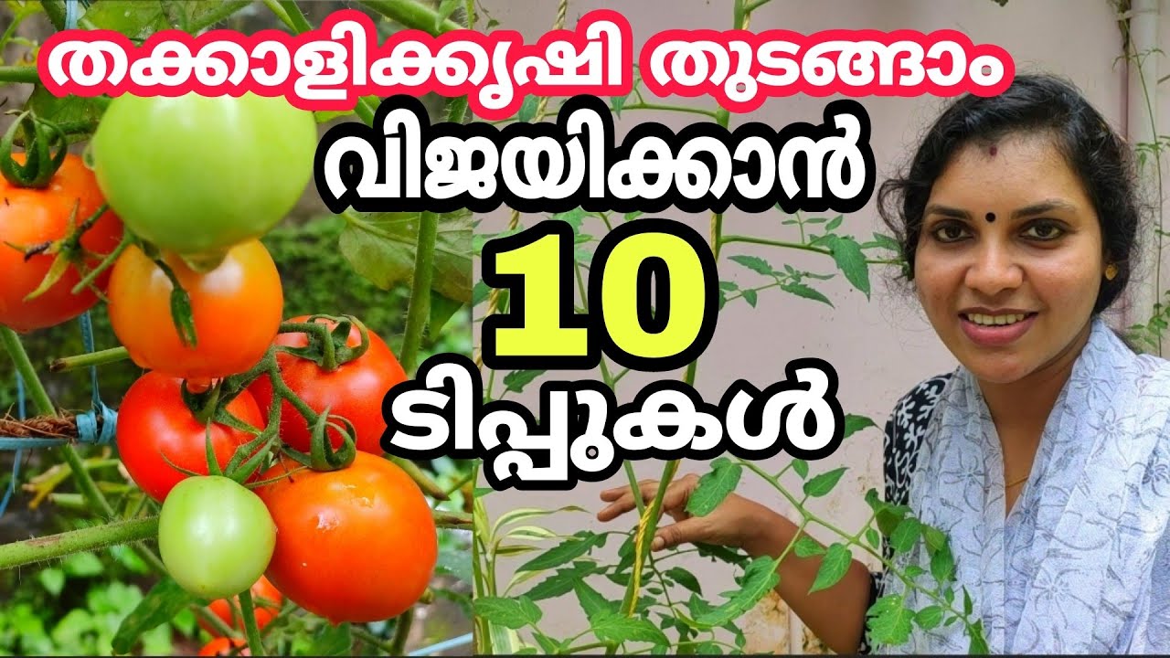 ഈ 10 കാര്യങ്ങൾ ശ്രദ്ധിച്ചാൽ തക്കാളിക്കൃഷി വിജയകരമാക്കാം|Tomato cultivation ten useful tips|Malayalam