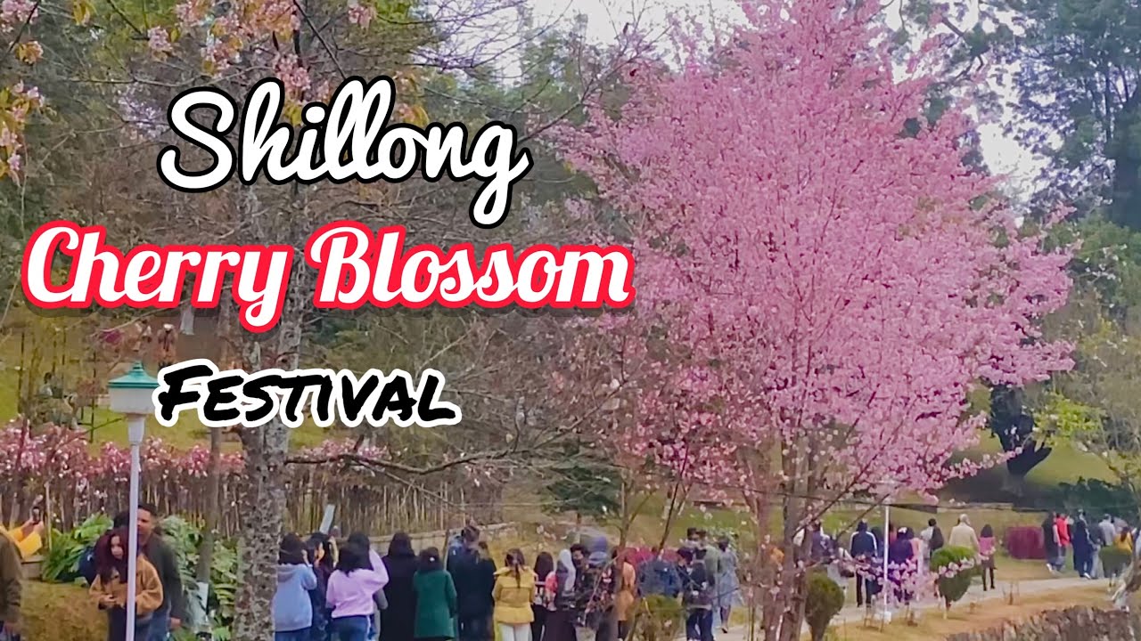 Cherry Blossom Festival Shillong  | OPENING DAY with Full Tour | Northeast India