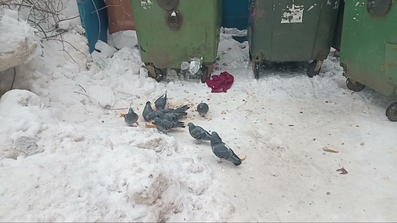 Голуби на помойке 4.03.2026г.