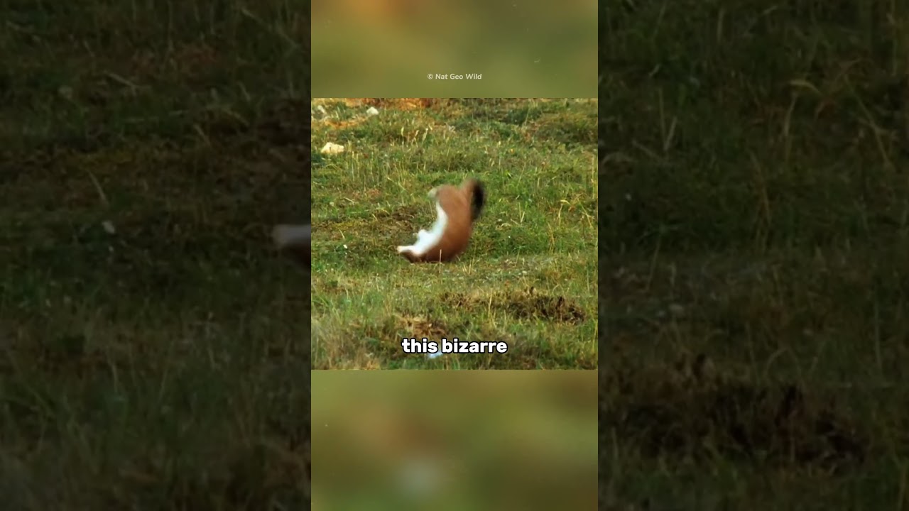 Stoat Hypnotizes Rabbit😨#shorts#youtubeshorts#stoat