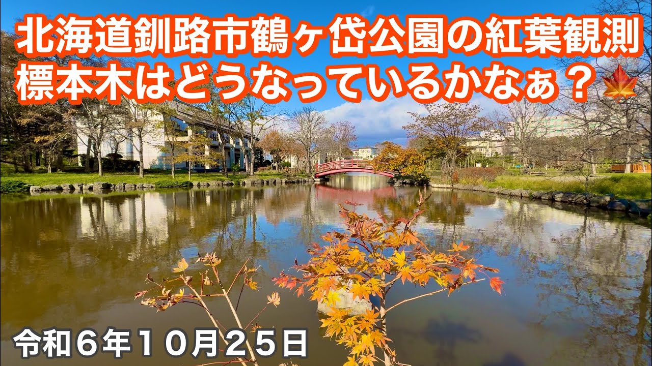北海道釧路市鶴ヶ岱公園へ行きました🚗紅葉観測標本木イタヤカエデはどうなっているかなぁ？🍁令和6年10月25日DJIOSMOACTION4&iPhone16で4K撮影