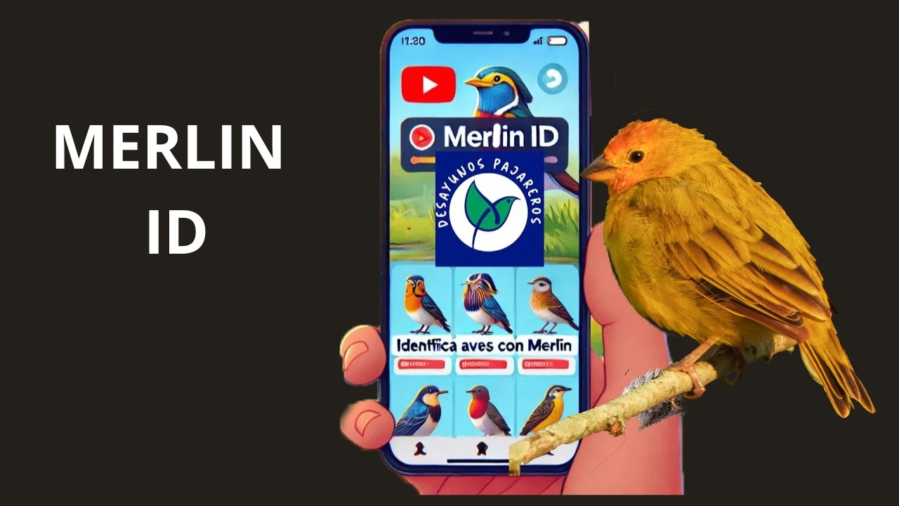 Cómo Usar Merlin Bird ID: La Guía Completa para Identificar Aves