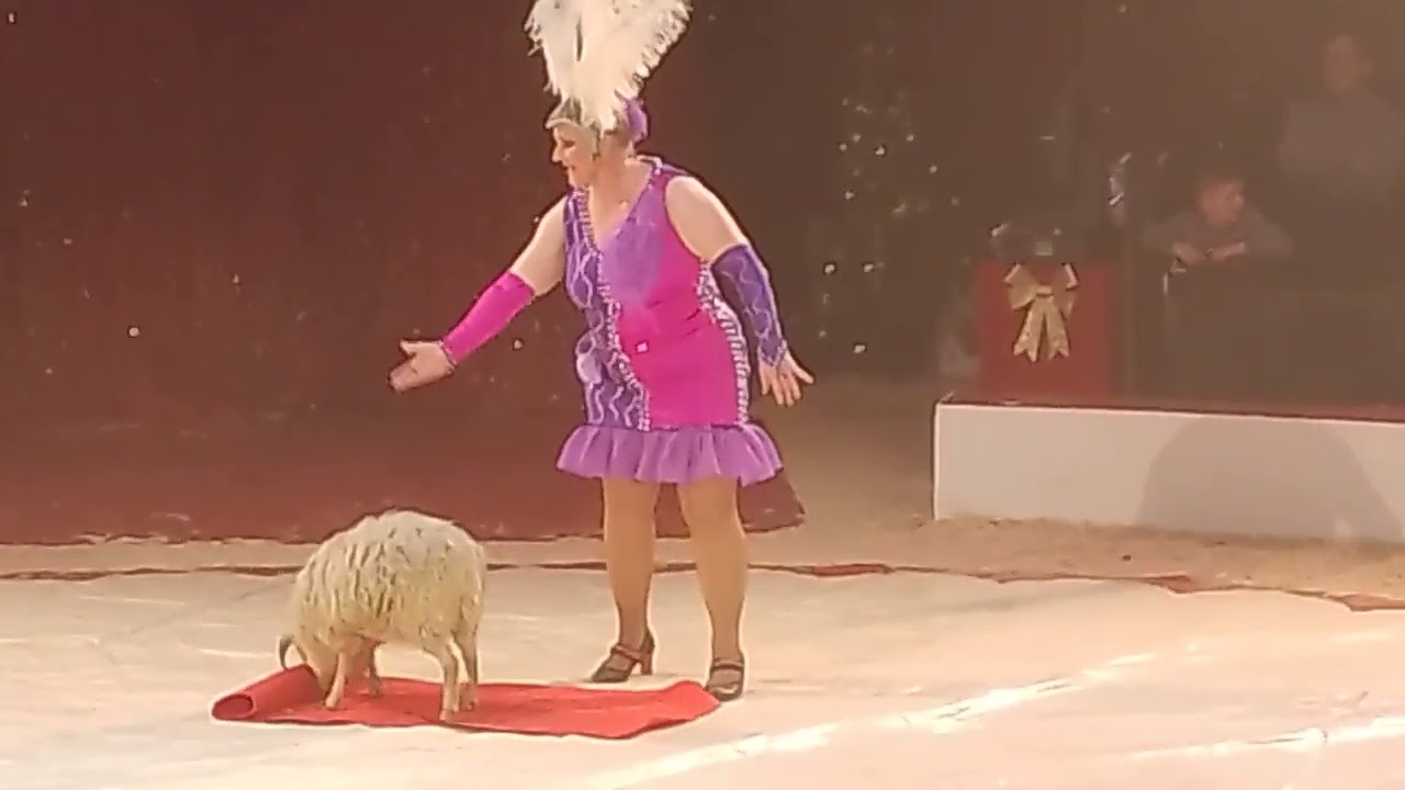 Miss Dorothea und ihre Schafe 2024 Trierer Weihnachtscircus