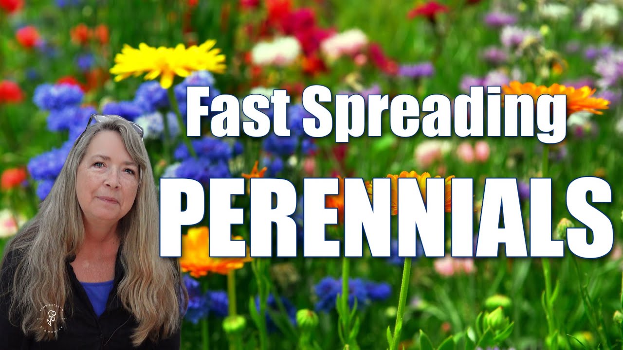15 Fast-Spreading Perennials | Easy Full-Season Color for Your Garden!