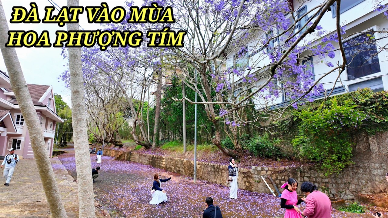 Đà Lạt vào mùa Phượng Tím và Hoa Ban trắng
