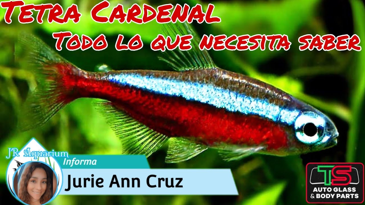 Tetra Cardenal! Alimentacion, Reproducion y todo lo que necesita saber sobre su cuidado! JR Aquarium