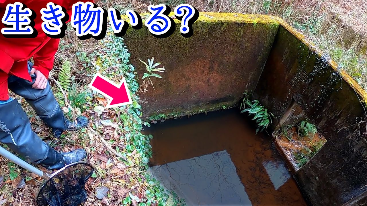 山で生き物を探すと冬眠中の外来種が？！足３本カニとの出会い…