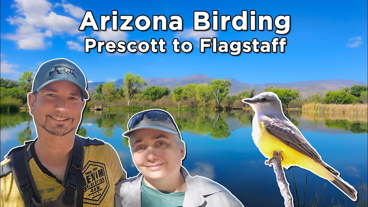 Prescott to Flagstaff an Arizona Birding Road Trip (Arizona Part 2)