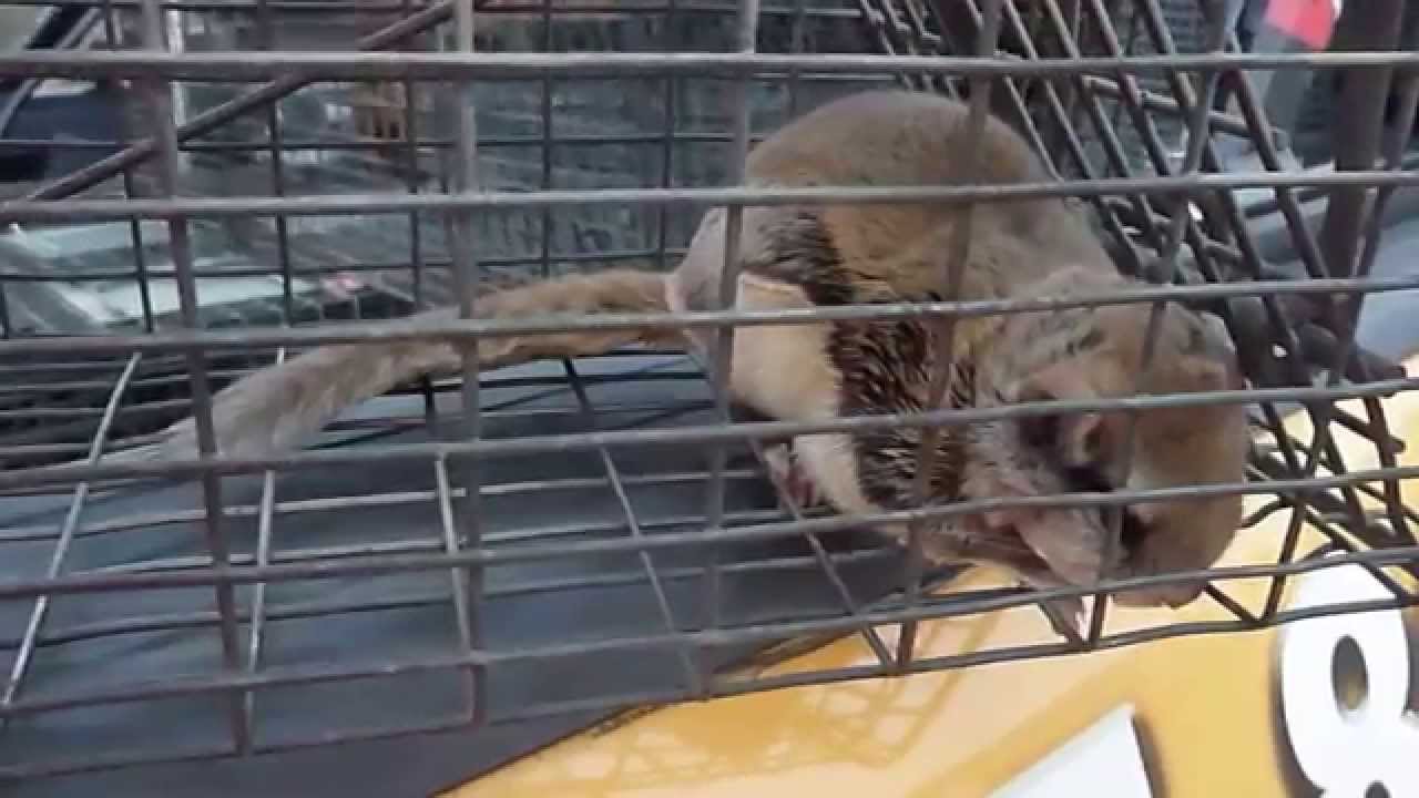 Flying Squirrel Trap & Removal