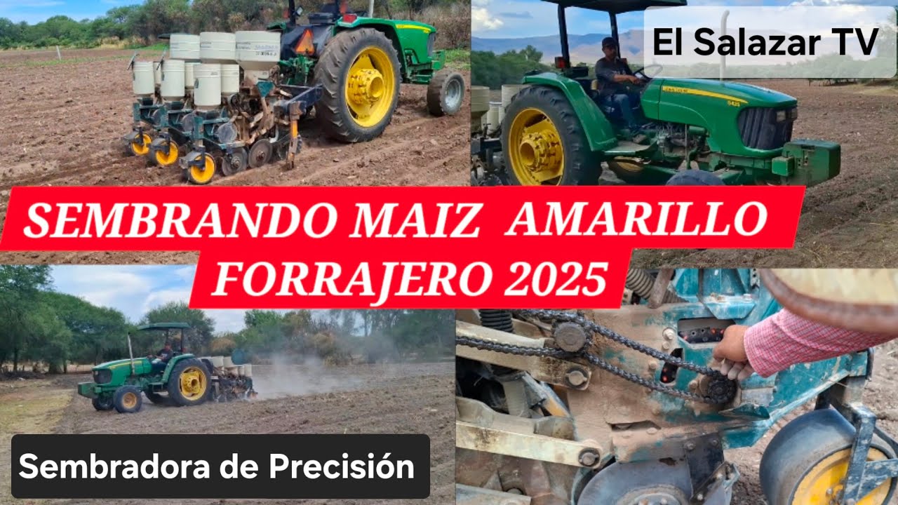 SEMBRANDO MAIZ AMARILLO 🌽 FORRAJERO 2025 |El Salazar TV|