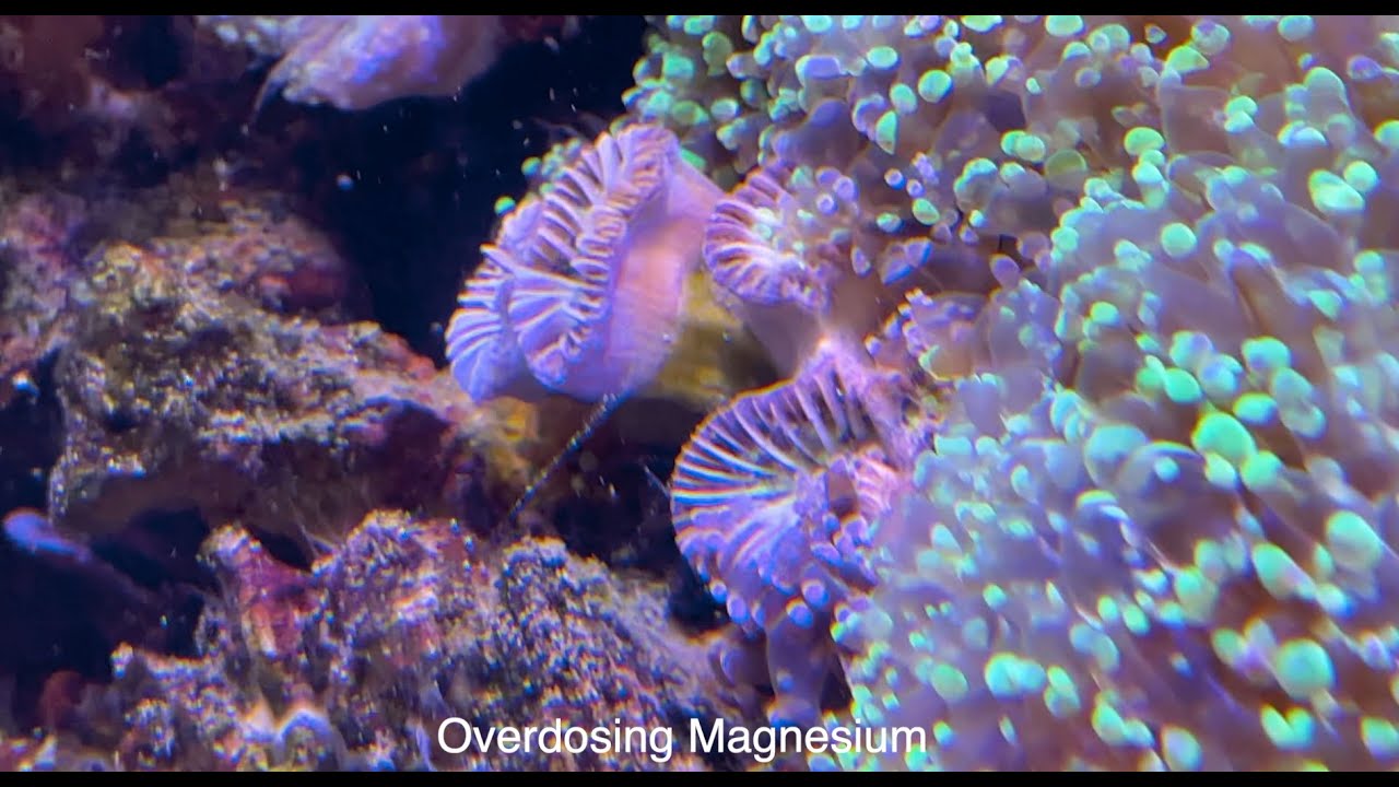 Magnesium over 2000 ppm in my tang tank for over 6 weeks - High magnesium in your coral reef tank