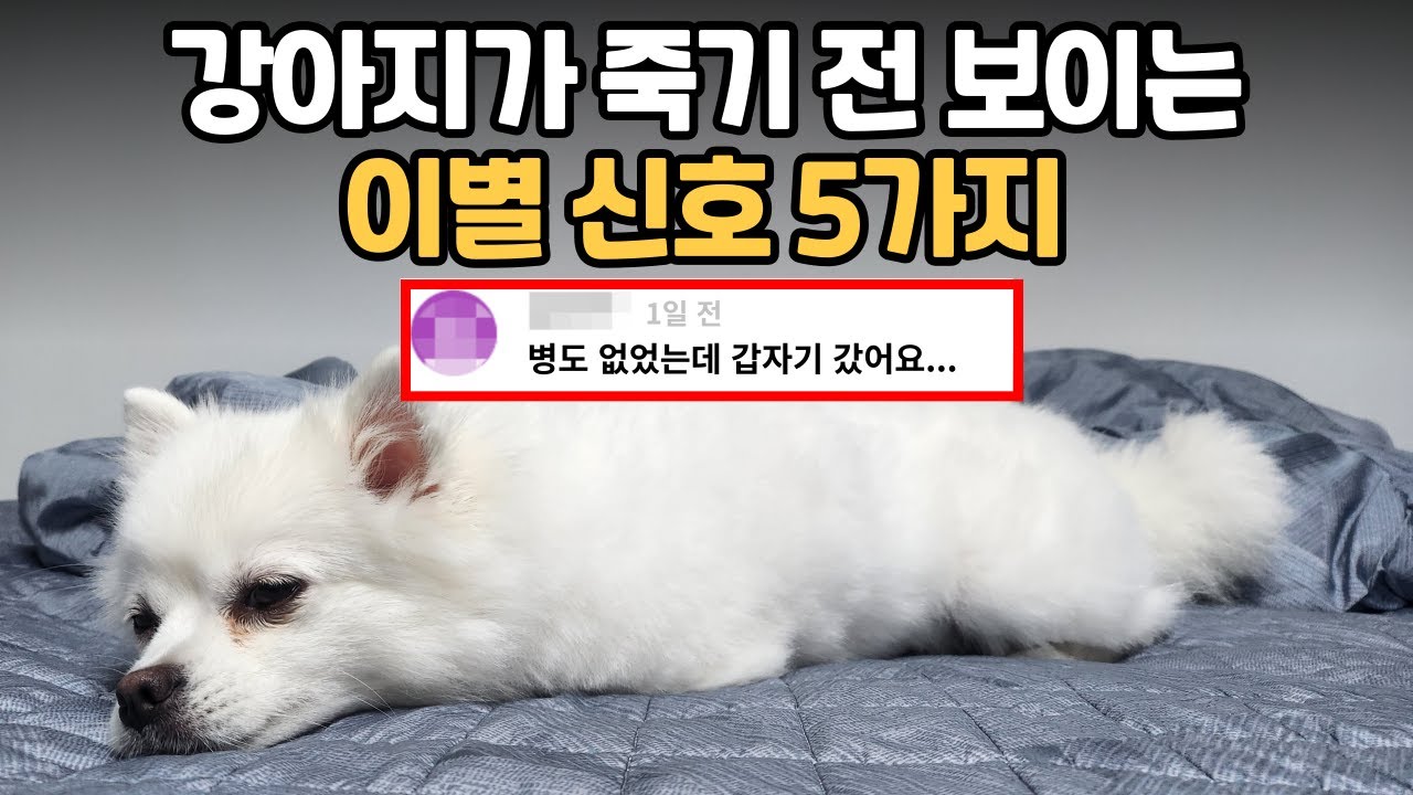 강아지가 죽기 전 보이는 증상들과 이별 신호 7가지