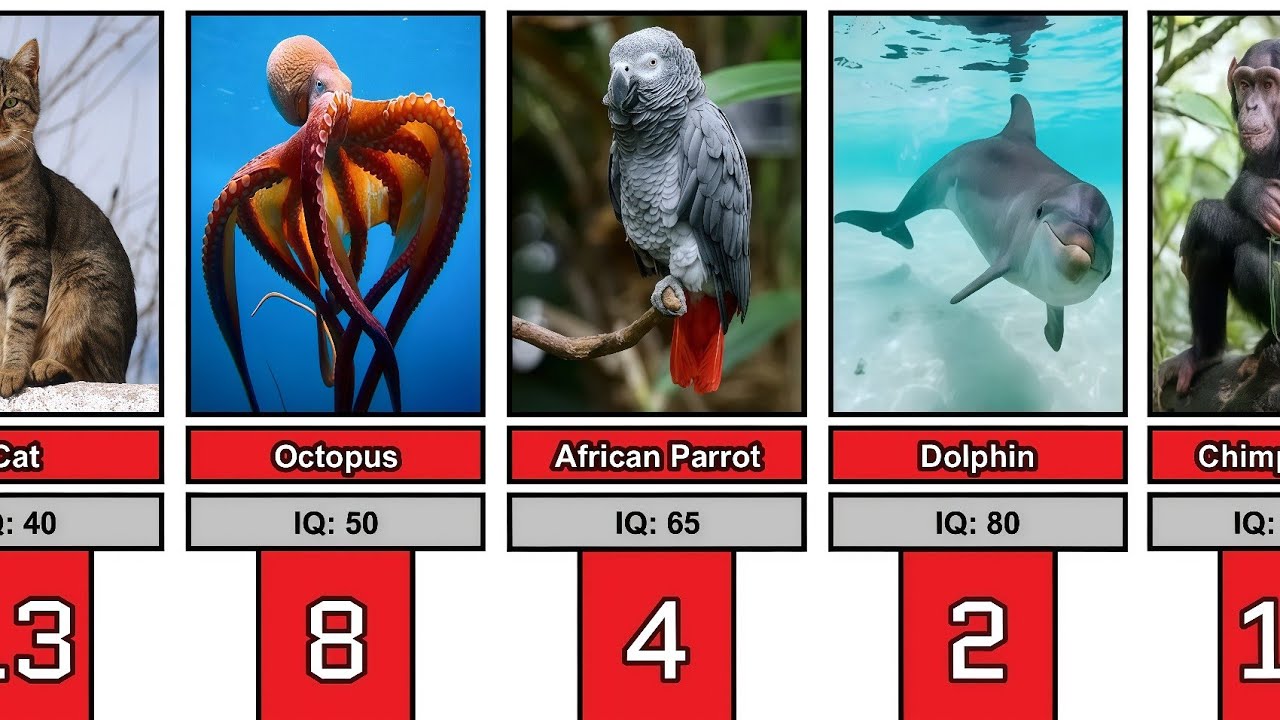 Smartest Animals in the World Ranked by IQ