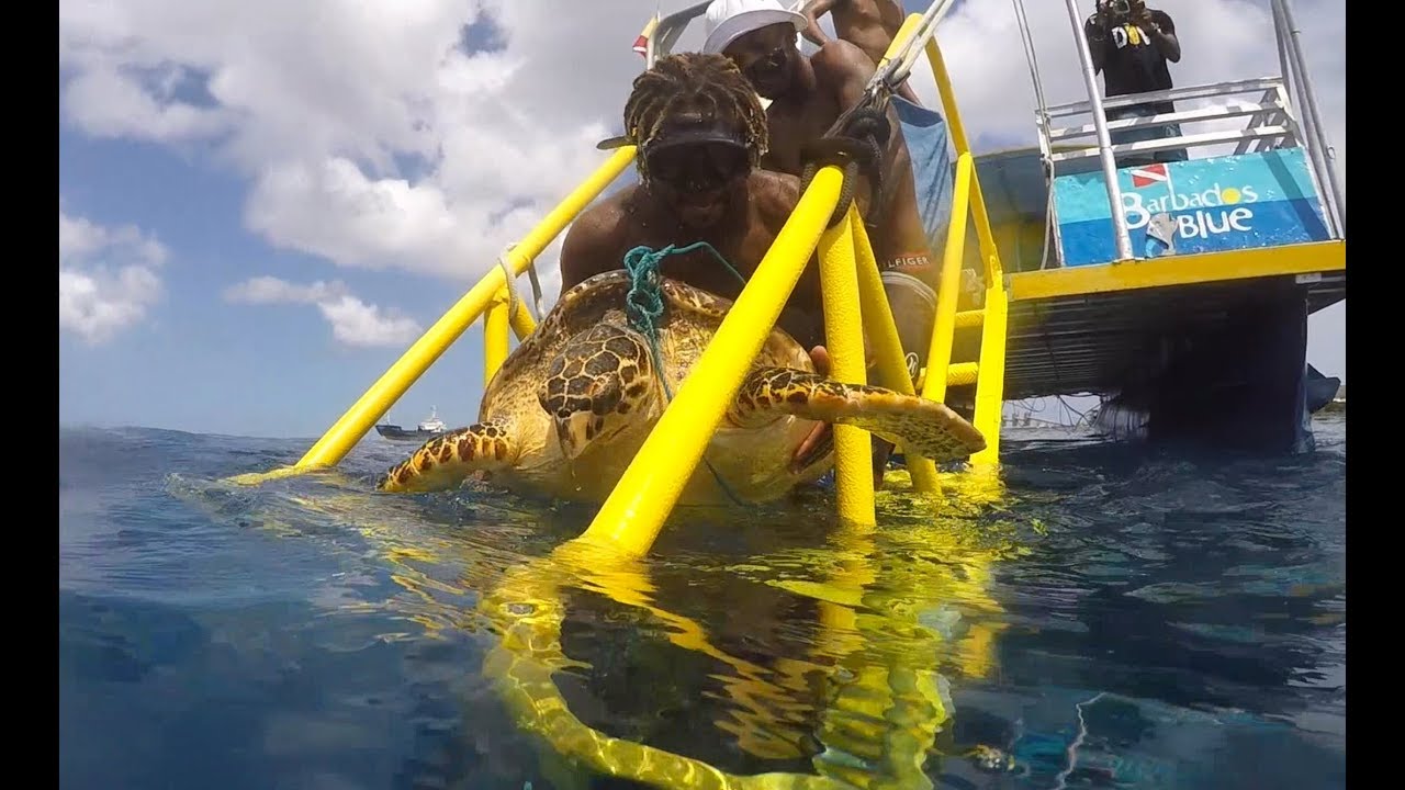 Sea Turtle Rescue - Female Hawksbill in Barbados
