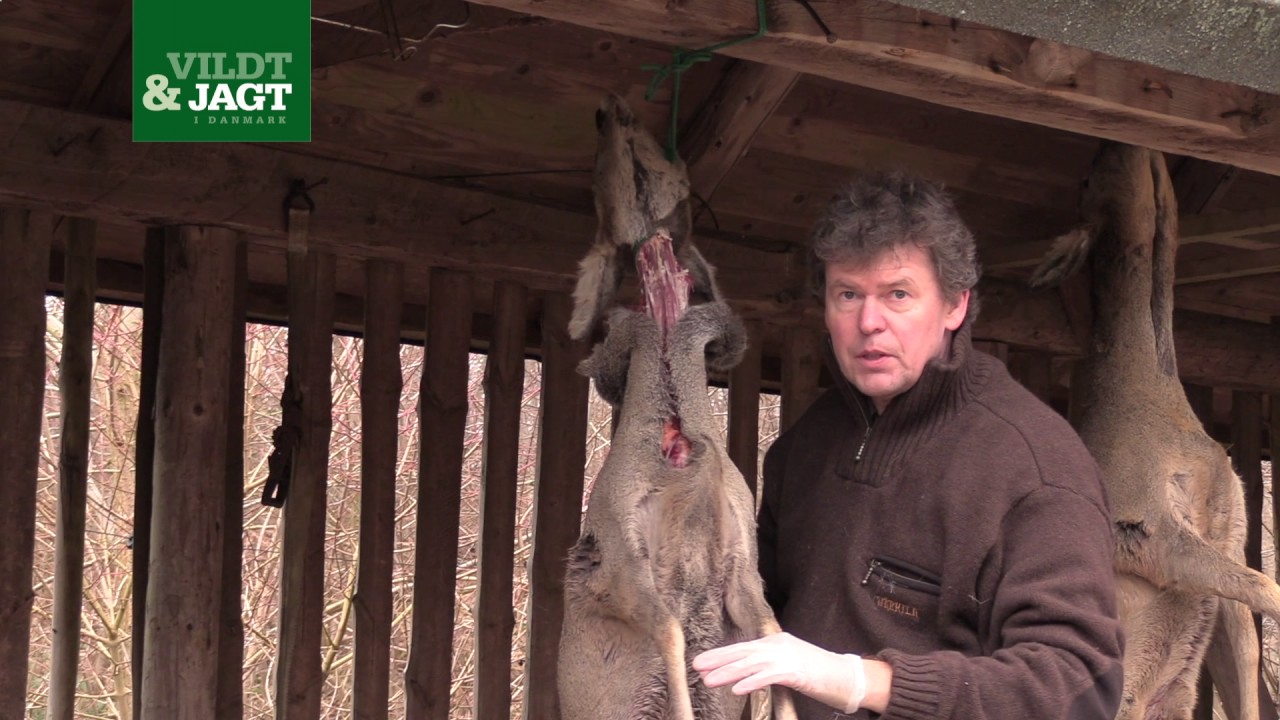 Vildt & Jagt: Fl&aring;ning af r&aring;vildt