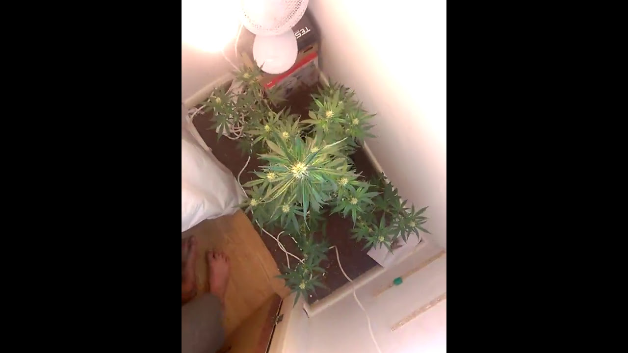 AutoXtreme day 58
