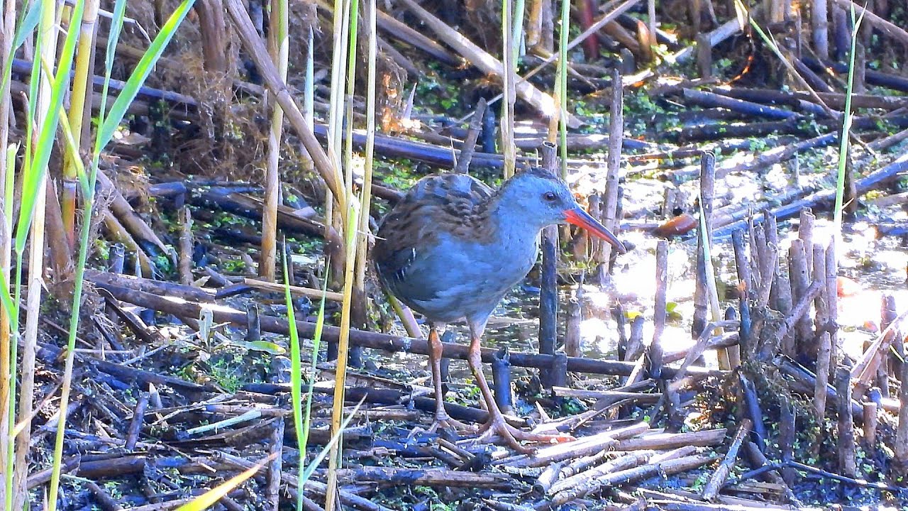 Chř&aacute;stal vodn&iacute; (Rallus aquaticus), Wasserralle, Water rail