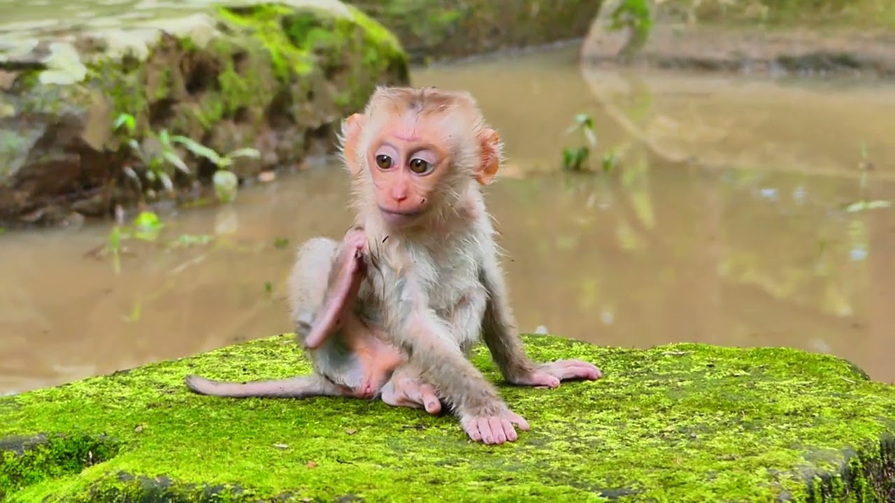 Best clip of Little monkey happy time eating food very yummy, They are so adorable family