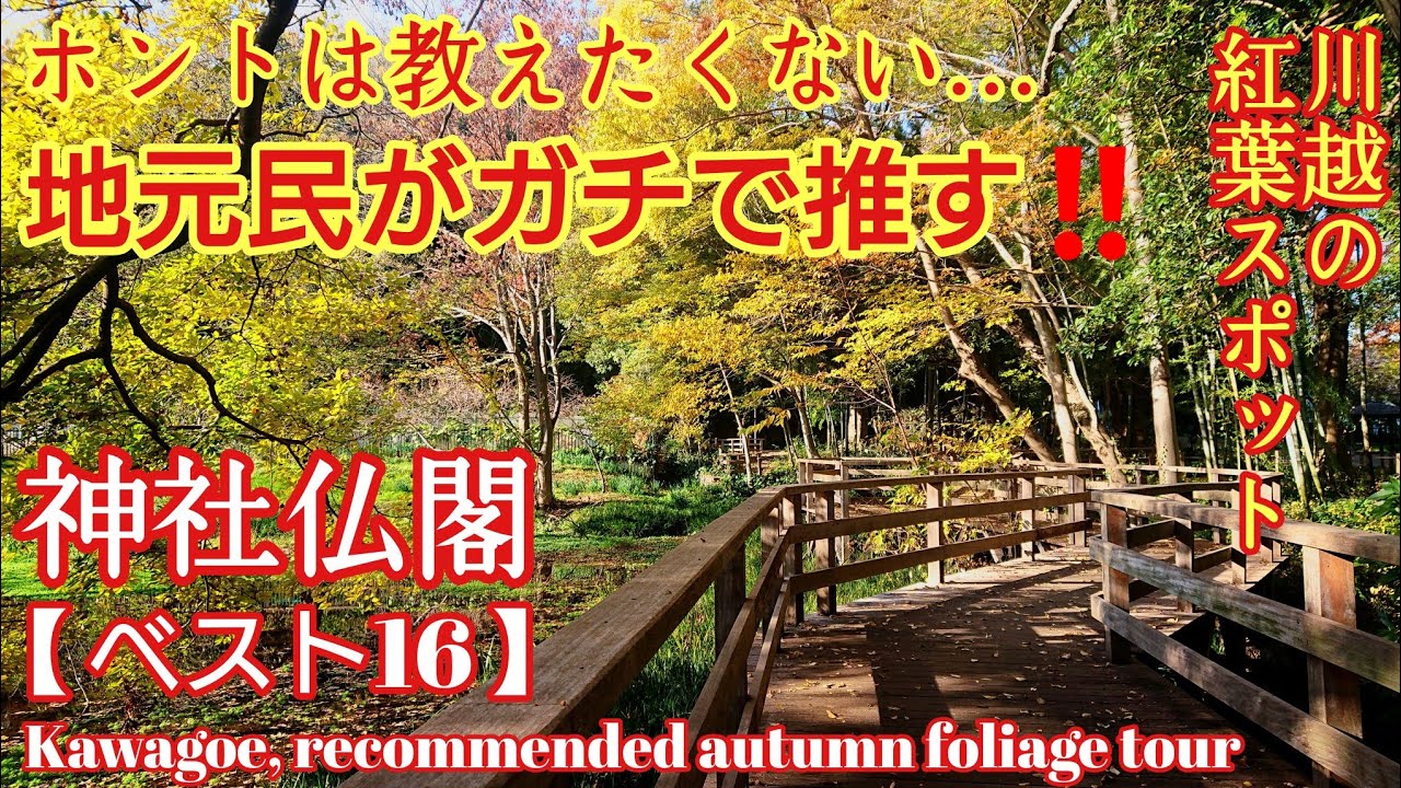 埼玉 徹底解説‼️絶景の川越『紅葉のオススメ神社仏閣』パワースポット巡り【音声ガイド】