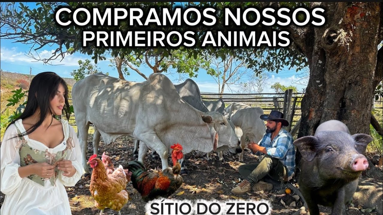 PRIMEIROS ANIMAIS CHEGANDO NO S&Iacute;TIO - DEU MUITO TRABALHO! COME&Ccedil;ANDO S&Iacute;TIO DO ZERO - S&Iacute;TIO ABANDONADO