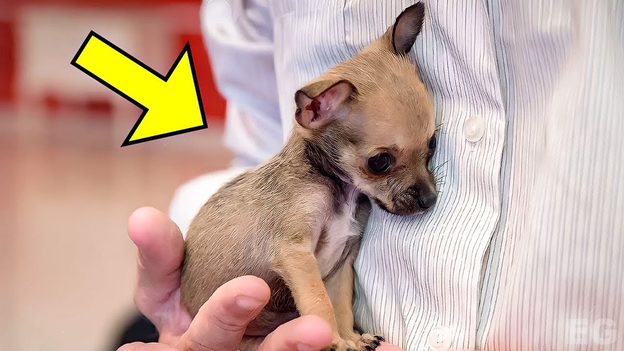 Hundewelpe wurde zum 7. Mal ins Tierheim zur&uuml;ckgebracht, doch dann...